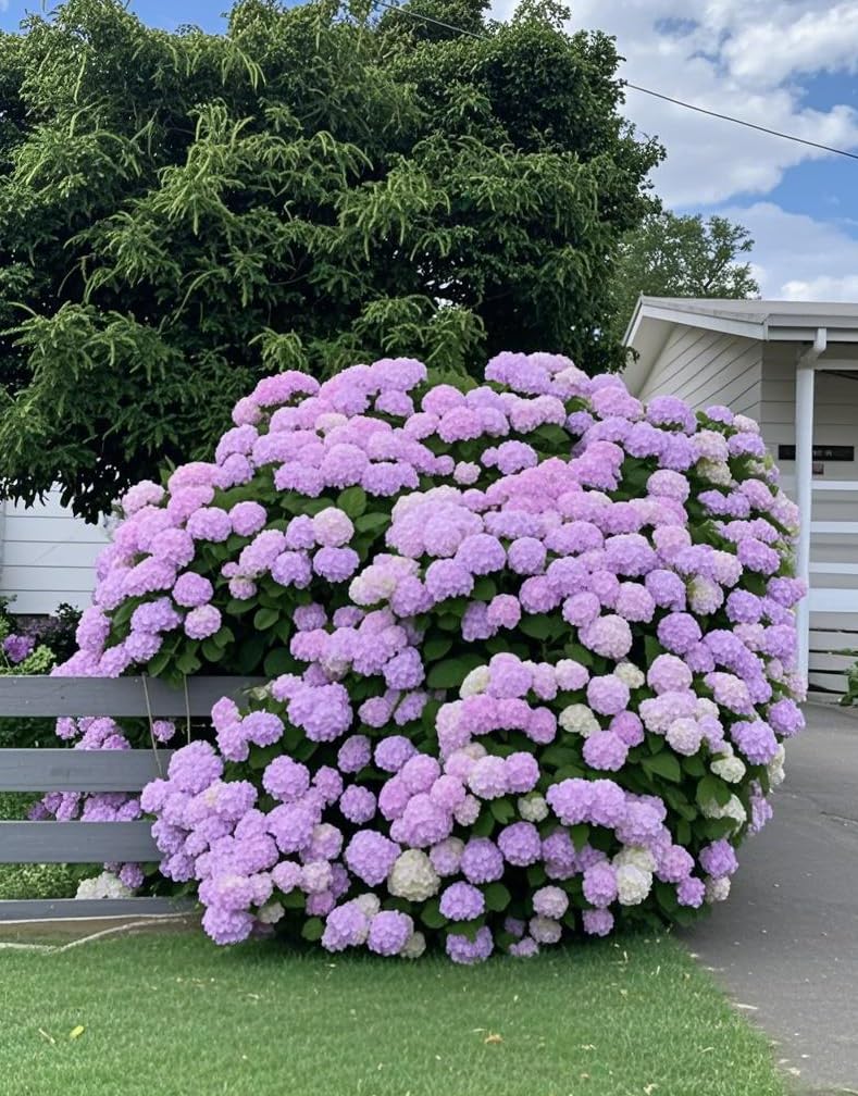 Courtshipx Hydrangea Seeds Perennial 1000-Pack