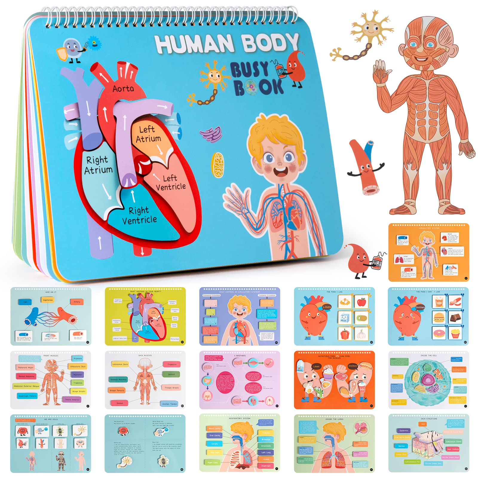 Freebear Montessori Busy Book Human Body Anatomy