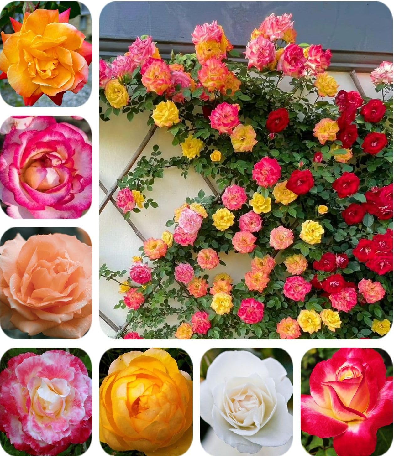Rare Pink Red Purple Yellow Rose Seeds 50+